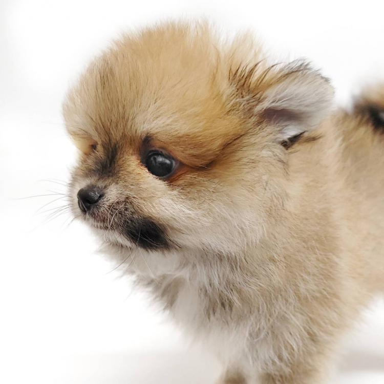 animal_image