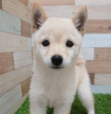 animal_image