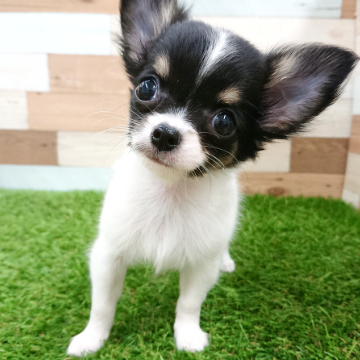 animal_image