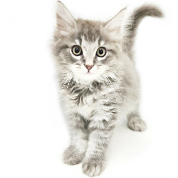 animal_image