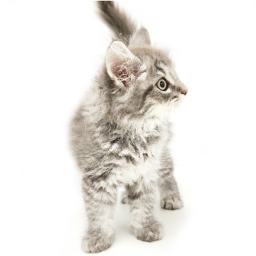 animal_image