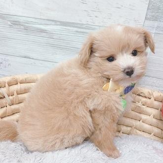 animal_image