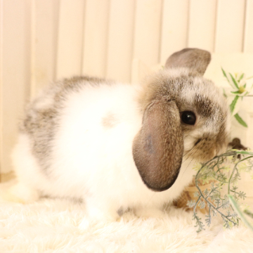 animal_image