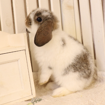 animal_image