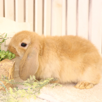 animal_image