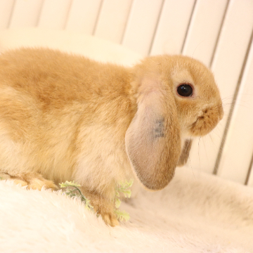animal_image