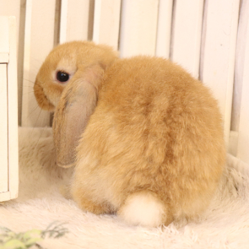 animal_image