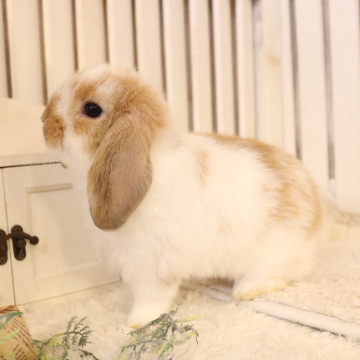 animal_image