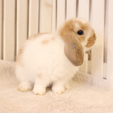 animal_image