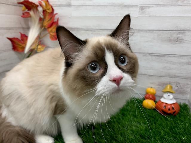animal_image