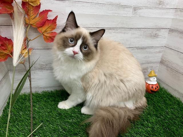 animal_image