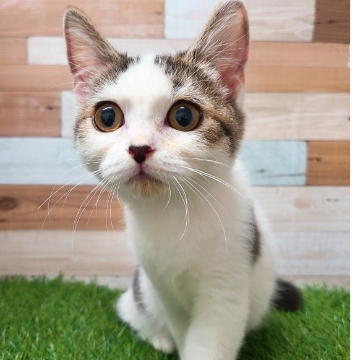 animal_image