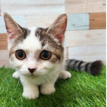 animal_image
