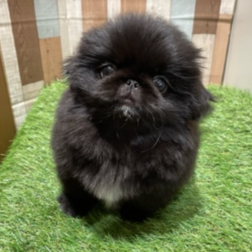 animal_image