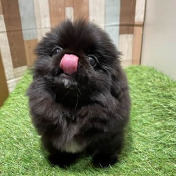 animal_image