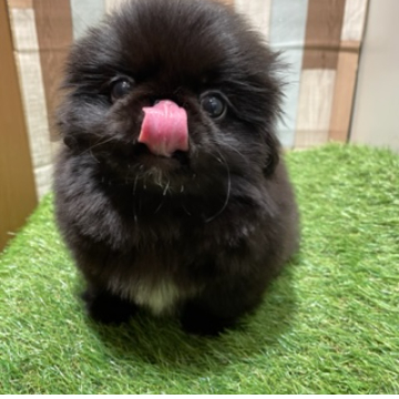 animal_image