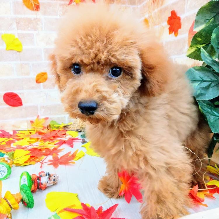 animal_image