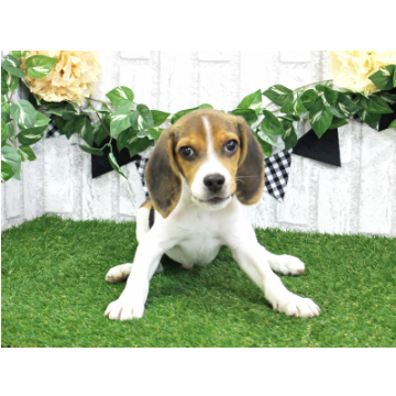 animal_image