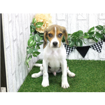 animal_image