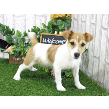 animal_image