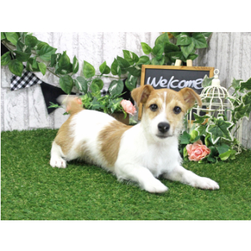 animal_image