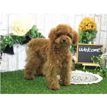 animal_image