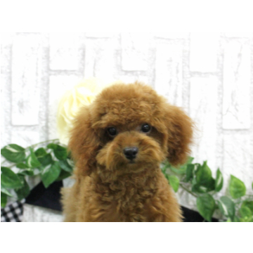 animal_image