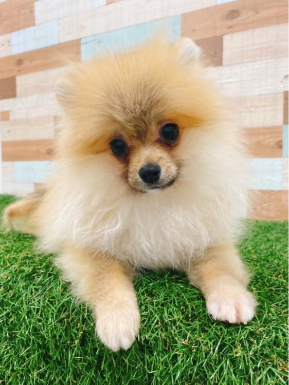 animal_image
