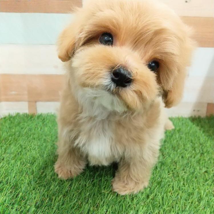 animal_image