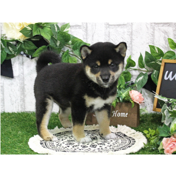 animal_image