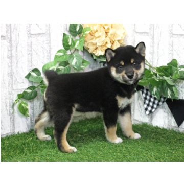 animal_image