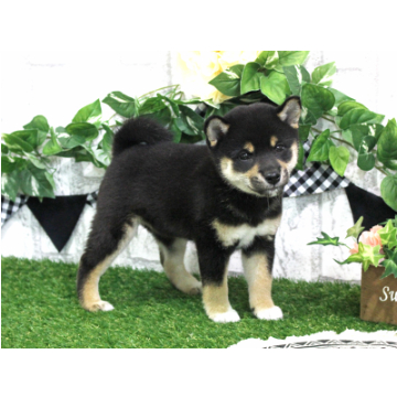 animal_image