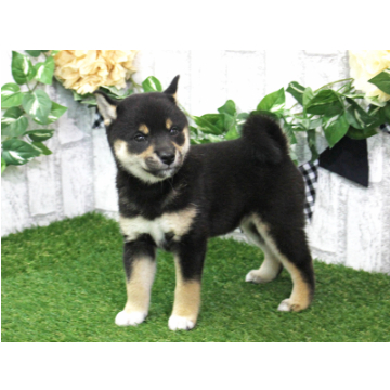 animal_image