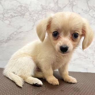 animal_image