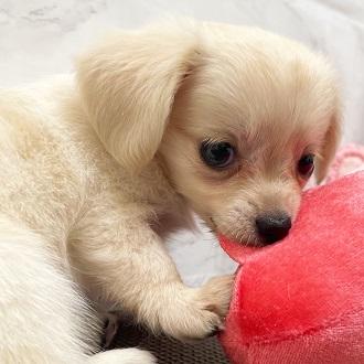 animal_image