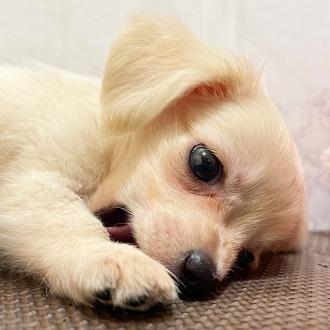 animal_image