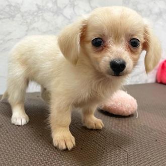animal_image