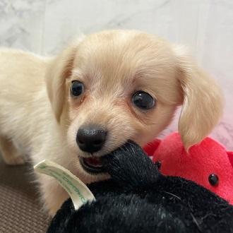animal_image