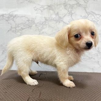 animal_image