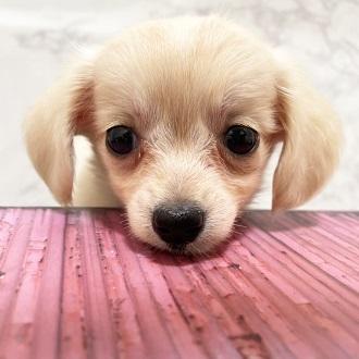 animal_image