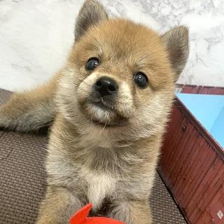 animal_image
