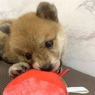 animal_image