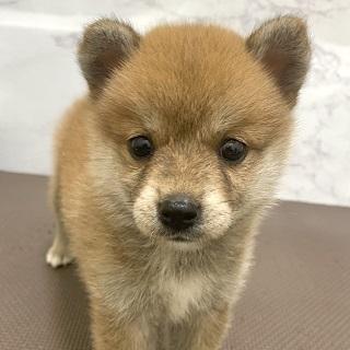 animal_image