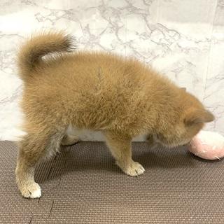 animal_image
