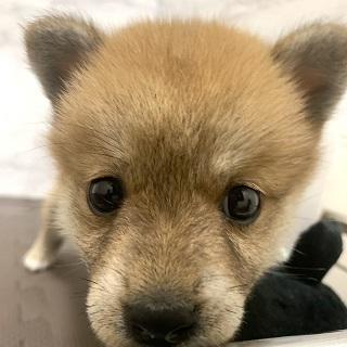 animal_image