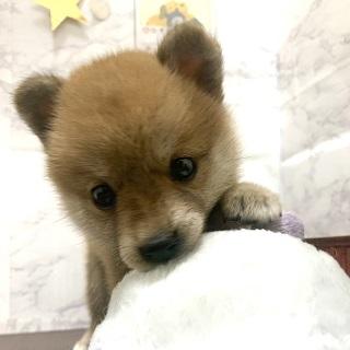 animal_image