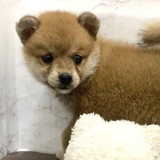 animal_image