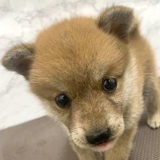 animal_image