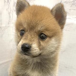 animal_image