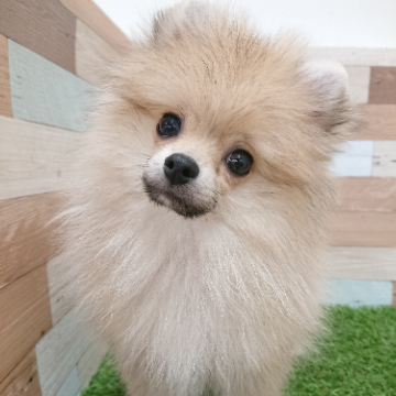 animal_image